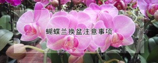 蝴蝶兰换盆注意事项,第1图