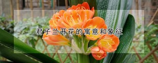 君子兰开花的寓意和象征,第1图