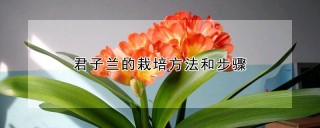 君子兰的栽培方法和步骤,第1图