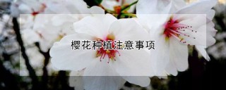 樱花种植注意事项,第1图