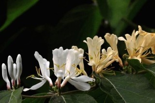 金银花种植技术，春秋季节种植成活率最高,第5图