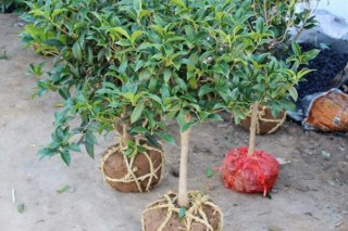 桂花树种植方法，5步即可完成桂花的种植,第3图