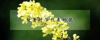 处暑时节代表的花,第1图