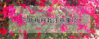 三角梅移栽注意事项,第1图