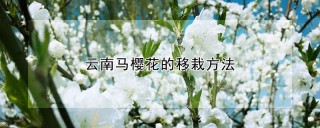 云南马樱花的移栽方法,第1图