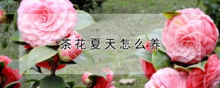 茶花夏天怎么养,第1图