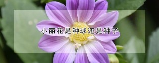 小丽花是种球还是种子,第1图