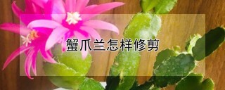 蟹爪兰怎样修剪,第1图