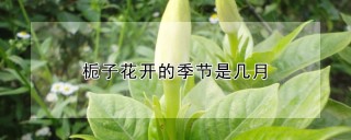 栀子花开的季节是几月,第1图