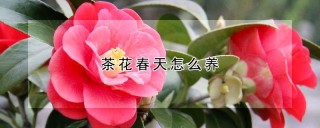 茶花春天怎么养,第1图