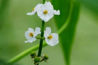 慈姑花是什么花,第2图