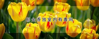 郁金香放室内有毒吗,第1图