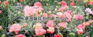 康乃馨花苞不开怎么办,第1图