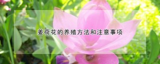 姜荷花的养殖方法和注意事项,第1图