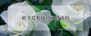 栀子花剪枝可以插活吗,第1图