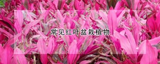 常见红叶盆栽植物,第1图