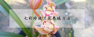 七彩玲珑兰花养殖方法,第1图