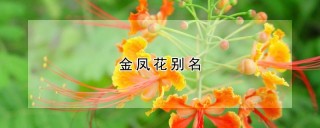 金凤花别名,第1图