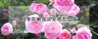 月季花嫩芽尖发黑怎么办,第1图