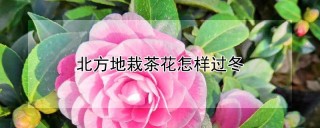 北方地栽茶花怎样过冬,第1图