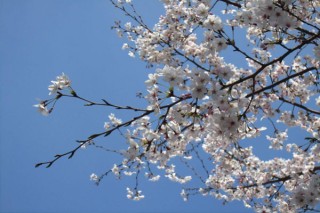 樱花树怎么养,第2图