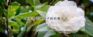 夏季茶花掉叶子的补救方法,第1图