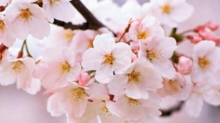 日本樱花几月份开花,第1图