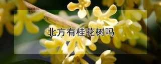 北方有桂花树吗,第1图