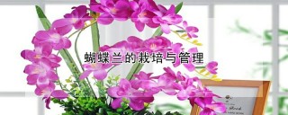 蝴蝶兰的栽培与管理,第1图