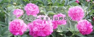 一半沙一半土可以种花么,第1图