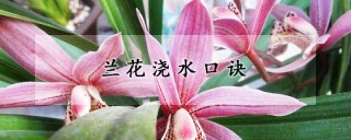 兰花浇水口诀,第1图