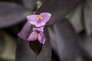 紫鸭跖草是紫罗兰吗,第2图
