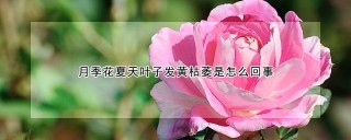 月季花夏天叶子发黄枯萎是怎么回事,第1图