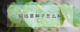 铜钱草种子怎么种,第1图