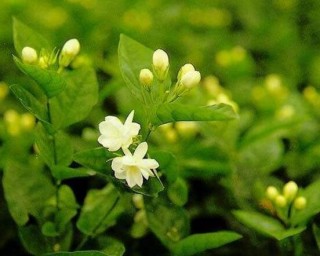 茉莉花什么时候开花，茉莉花一年可开三次花,第4图