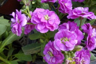紫罗兰种子的种植方法,第2图