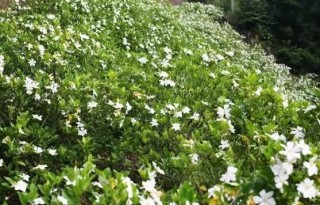 栀子花怎么浇水，栀子花浇水方法,第2图