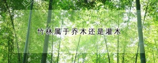 竹林属于乔木还是灌木,第1图