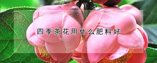 四季茶花用什么肥料好,第1图