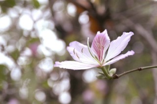 紫荆花的花期有多久,第3图