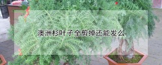 澳洲杉叶子全剪掉还能发么,第1图