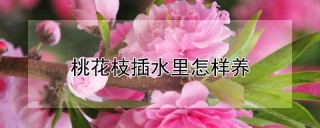 桃花枝插水里怎样养,第1图