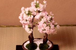 樱花盆栽种植方法，每年的3-4月种植成活率最高,第4图