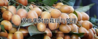 黄皮果树的栽培与管理,第1图