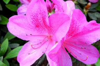 春天的杜鹃花是什么颜色,第3图