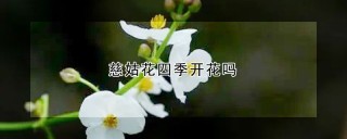 慈姑花四季开花吗,第1图