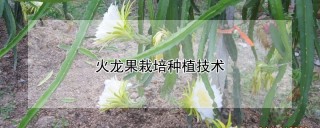 火龙果栽培种植技术,第1图