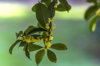 桂花树叶子干枯怎么办，修剪叶片并加强管理,第3图