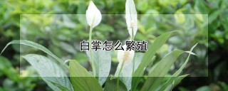 白掌怎么繁殖,第1图