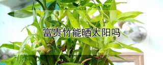 富贵竹能晒太阳吗,第1图